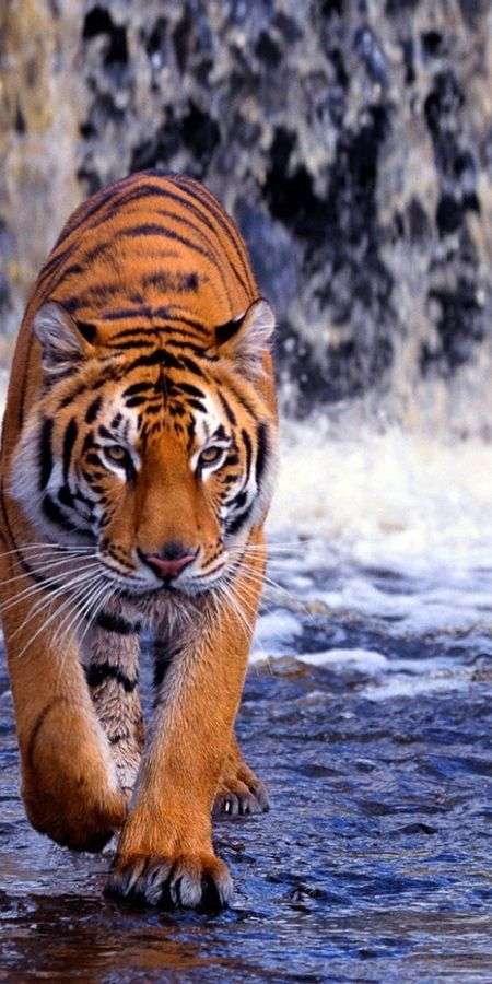 Tiger wallpaper for iphone 14 2