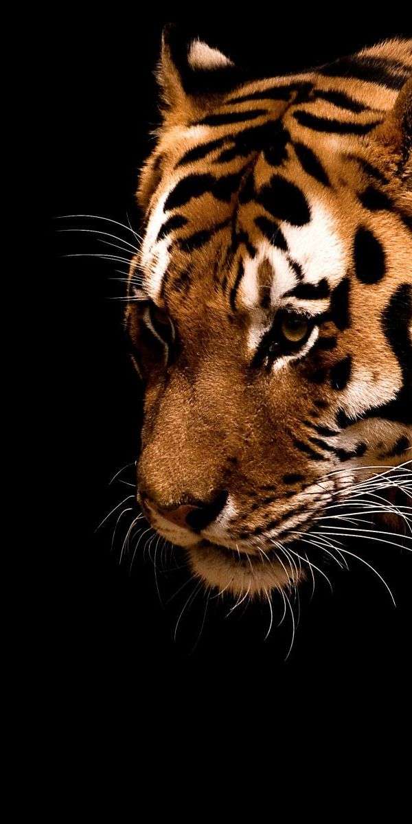 Tiger wallpaper for iphone 14 4