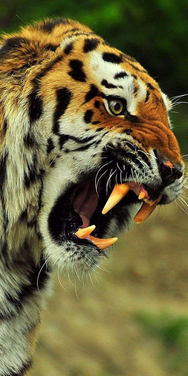 Tiger wallpaper for iphone 14 9