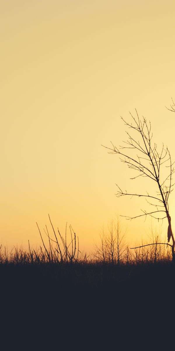 Tree wallpaper for iphone 14 12