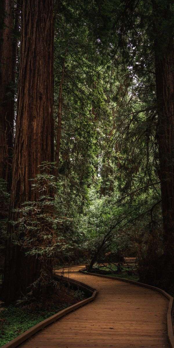 Tree wallpaper for iphone 14 15