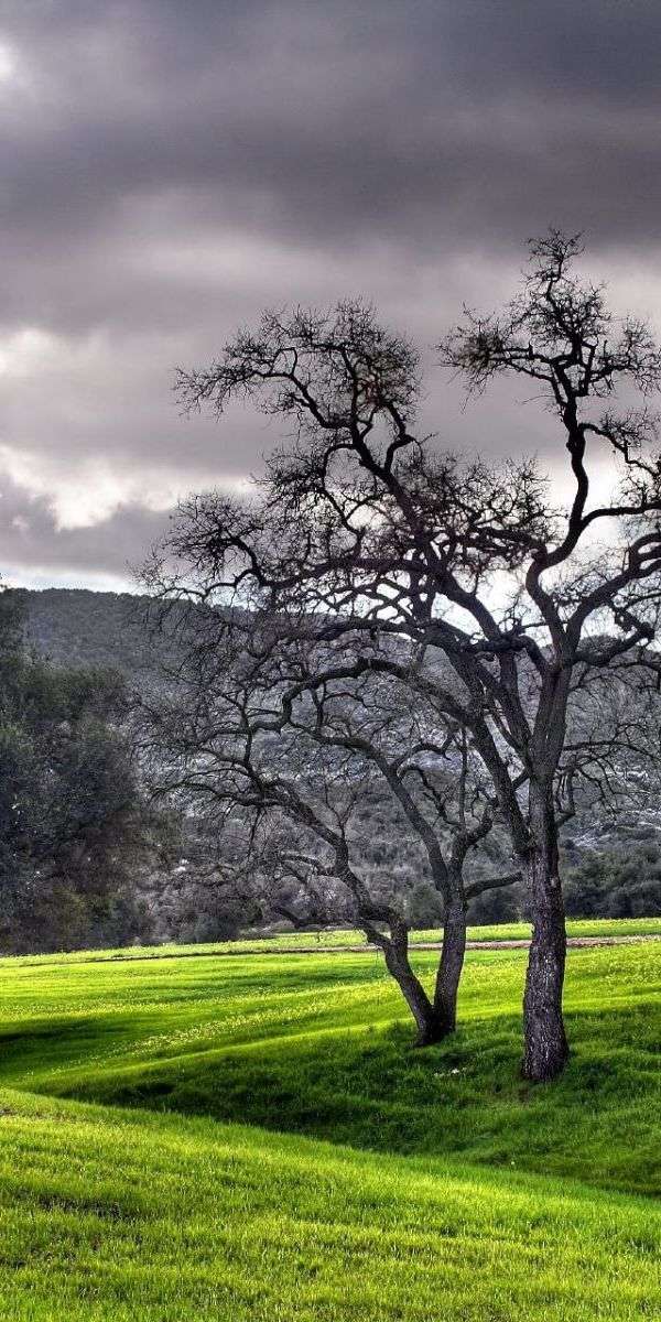 Tree wallpaper for iphone 14 9