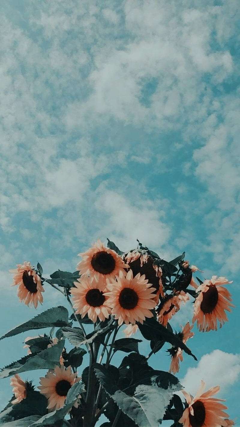 Vintage wallpaper for iphone 14 4