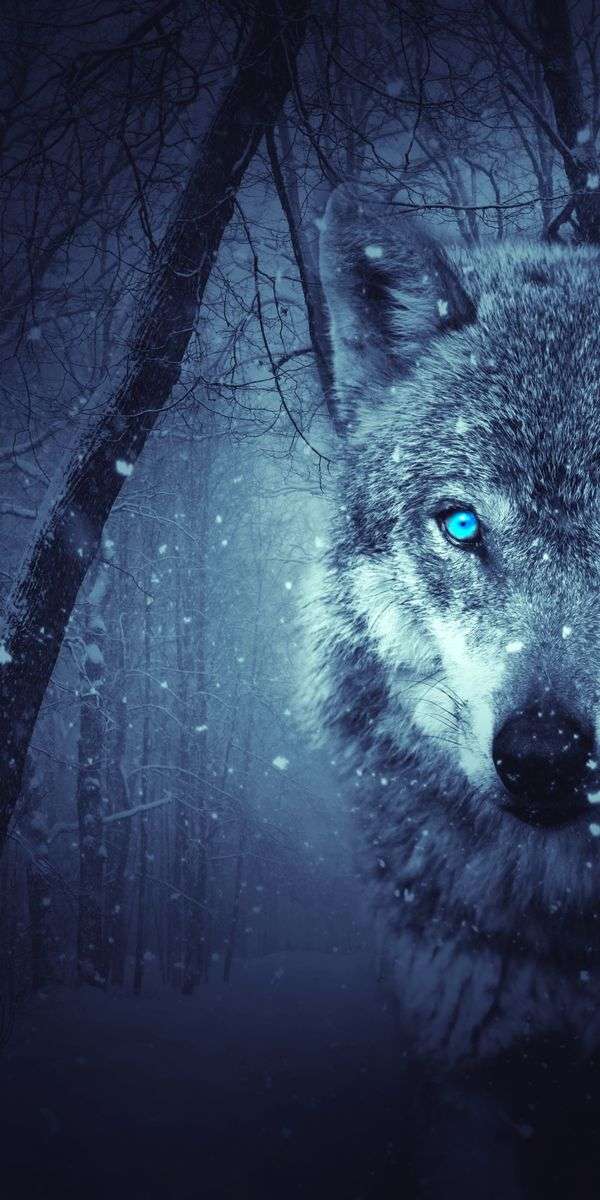 Wolf wallpaper for iphone 14 4