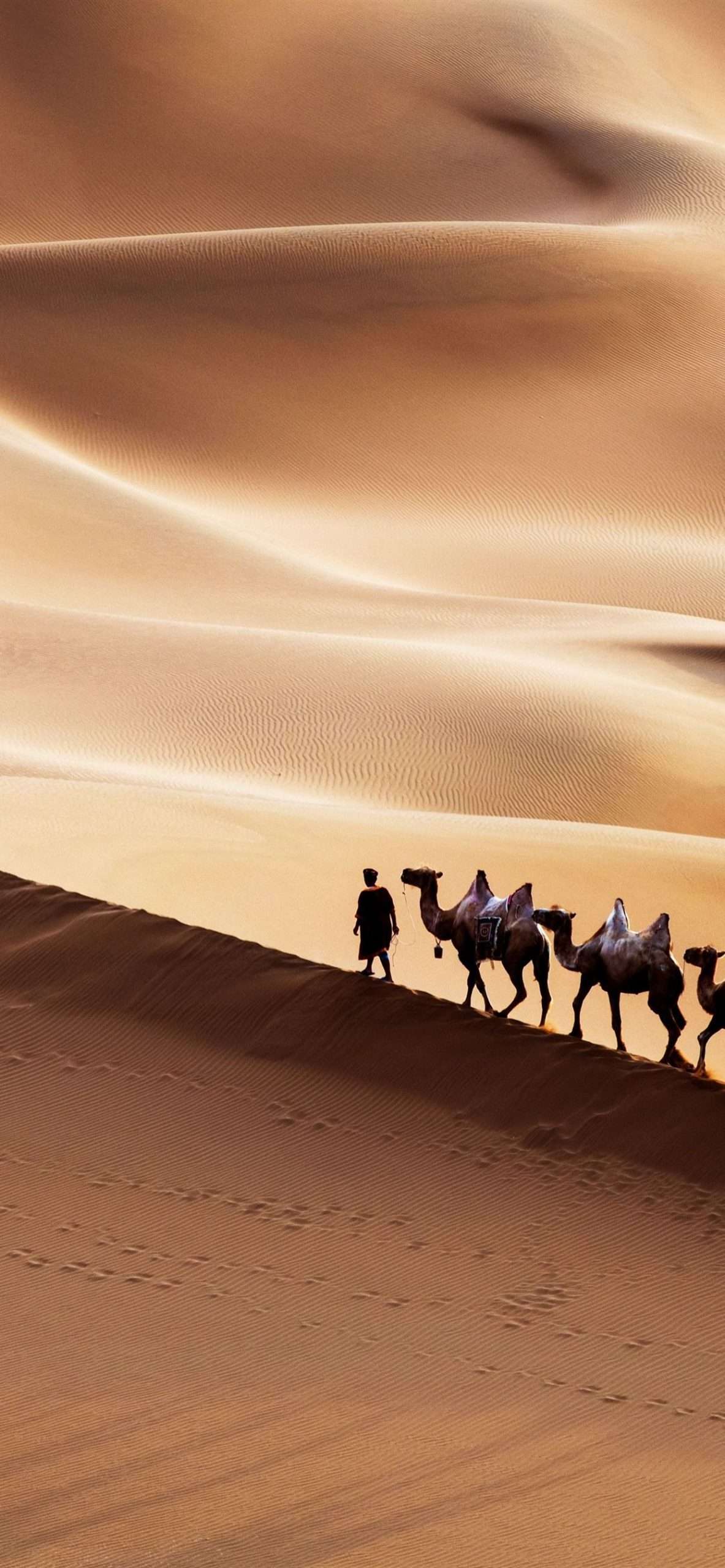 iphone 14 camel wallpaper 4 scaled