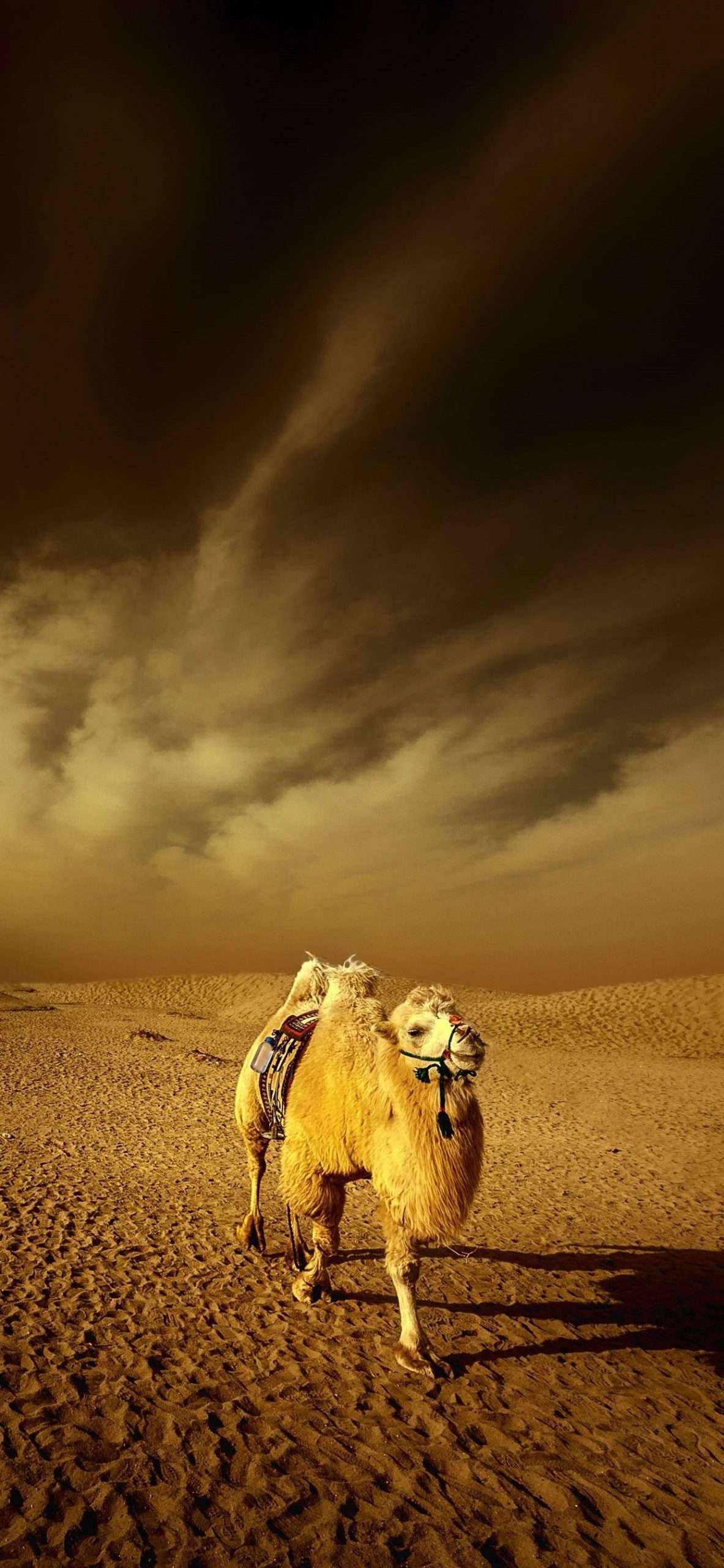 iphone 14 camel wallpaper 6 scaled
